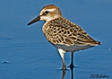 Calidris pusilla